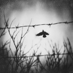 Amazing abstract photographs by Zewar Fadhil