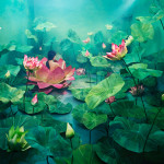 Photographs by Jee Young Lee